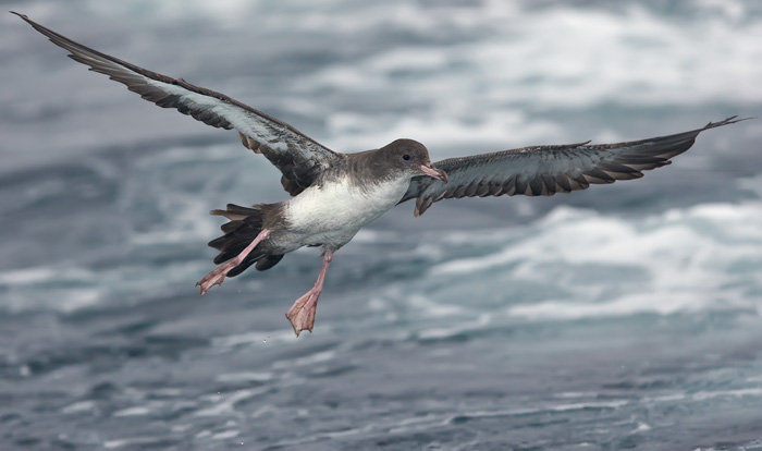 Pink-footed Shearwater